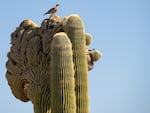 A white-winged dove perches on a crested saguaro at the Desert Botanical Garden in Phoenix, Arizona on Friday, June 28, 2024. Scientists are studying the genetics of crested saguaros to solve the mystery of their growth. 