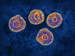 Hepatitis C virus