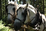 Roger's team of Percheron draft horses, Willee and Charlie.