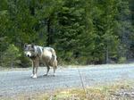 Remote camera photo of OR7 captured on May 3, 2014, in eastern Jackson County on USFS land.