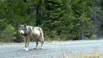 Remote camera photo of OR7 captured on May 3, 2014, in eastern Jackson County on USFS land.