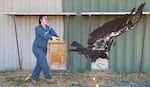 FILE — Yurok Wildlife Department Technician Sandra Hahn releases condor B9 into the Tribe's management facility.