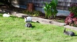 There are thousands of bunnies living in Cannon Beach. One resident said she counted 74 on one brief drive through town.