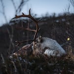 Sleeping as they ruminate allows reindeer to forage nearly all day long in summertime.