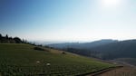 A vineyard on an east facing slop in Oregon.