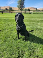 Freda, the Hanford Patrol dog, sits near the Horse Heaven Hills in the Tri-Cities. Several dogs that are kept as part of the Hanford Patrol are now kenneled away from their handlers.