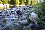 The carcass of a Chinook salmon on the bank of the Clackamas River, the apparent victim of high water temperatures during the summer of 2015.