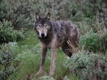 A wolf collared by Oregon Department of Fish and Wildlife in 2009. Radio collars allow the state to track the location of known wolves. Wolves with radio collars are not typically eligible for lethal removal.