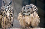 An owl wakes up in their cage on a sunny spring day in a park in Essen, western Germany, March 26, 2014.
