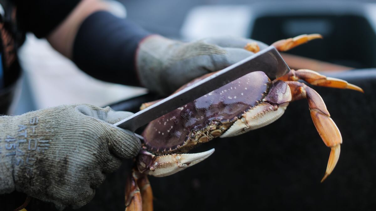 Dungeness crab season in Oregon reaches recordbreaking value OPB