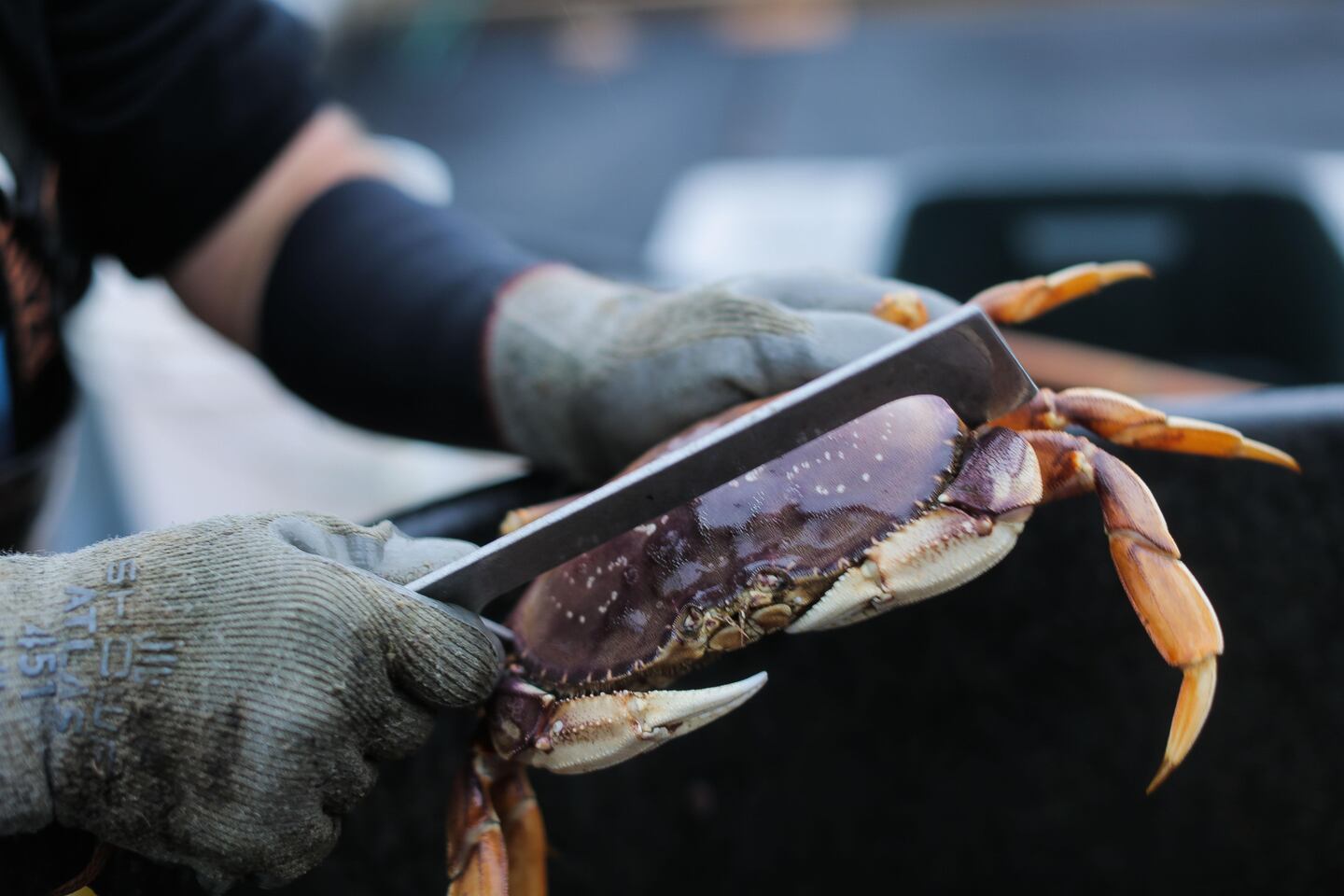 dungenessCrab #crabseason2020 - How To Catch Dungeness Crab & Crab