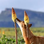 An Ethiopian wolf and a red hot poker flower.