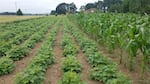 Dry-farmed corn and dry bean varieties growing after the heat dome in June 2021, near Corvallis, Oregon. These varieties are part of the Dry Farming Institute Resilient Seed Program.