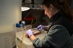 Megan Moore, a NOAA fisheries biologist, performs surgery on a steelhead to insert a tracking tag.