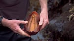 This strange animal is called a gumboot chiton. It’s the largest mollusk of its kind in the world and it’s native to the Oregon Coast.