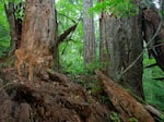 A young black-tailed deer blends in among a pair of decomposing Douglas fir snags in Oregon’s Coast Range. Providing critical habitat for over one hundred species, snags help create locations for nesting, shelter and foraging, and are an incredibly important component to healthy old-growth ecosystems.