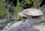 The federal funding is intended to support at-risk species that live in the Willamette Upper Basin, such as this Northwestern Pond Turtle.