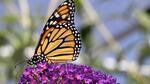 Monarch butterflies have seen steep population declines since the 1990s. some estimates put the losses at more than 75 percent of the population over the past 30 years. 