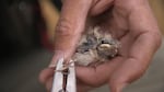 Adrian Wolf bands a baby endangered streaked horned lark. “They look like grumpy little old men,” Wolf says.