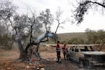 Palestinian volunteers douse an olive tree set on fire along with a Palestinian-owned vehicle, reportedly by Israeli settlers, near the village of Turmus Ayya, north of the city of Ramallah, in the Israeli-occupied West Bank, on Friday.