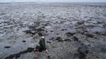 A man walks through the mudflats on Wednesday where water receded from Tampa Bay as Hurricane Ian approached western Florida.
