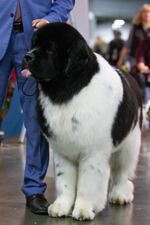 A newfoundland waits patiently. The Rose City Classic Dog Show was held at the Portland Metropolitan Exposition Center Jan. 15-19, 2020.