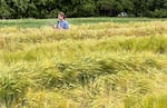 Brigid Meints walks through of a field of naked barley outside Corvallis, Ore., on June 4, 2024. Meints is a barley breeder at Oregon State University and project director of a multimillion-dollar grant to study naked barley.