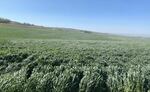 In April, a sea of triticale, a crop that will feed cattle, undulates in the wind on Jason Sheehan’s farm east of Sunnyside, Wash.