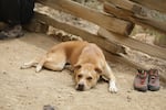 A rock climber's dog rests next to his owner's climbing shoes, May 16, 2020.