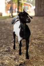 Margot, a goat, is the unofficial greeting committee at the Frog Pond Farm in Wilsonville, Ore., on Saturday, Sept. 24, 2026. She walks up to kids and parents alike, searching for food and pets.
