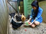 "Adventures in Chicken" author Eva Kosmas Flores at her home on the Portland side of the Portland/Gresham border. Her chickens — each a different breed — are snacking on chopped tomatoes and broccoli.