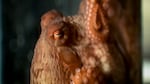 While there are similarities between human and octopus eyes, new research from the University of Oregon shows the way our brains process vision is completely different. (FILE)