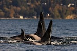 Endangered killer whales surface in Puget Sound near Vashon Island, Wash., on Nov. 2, 2025.