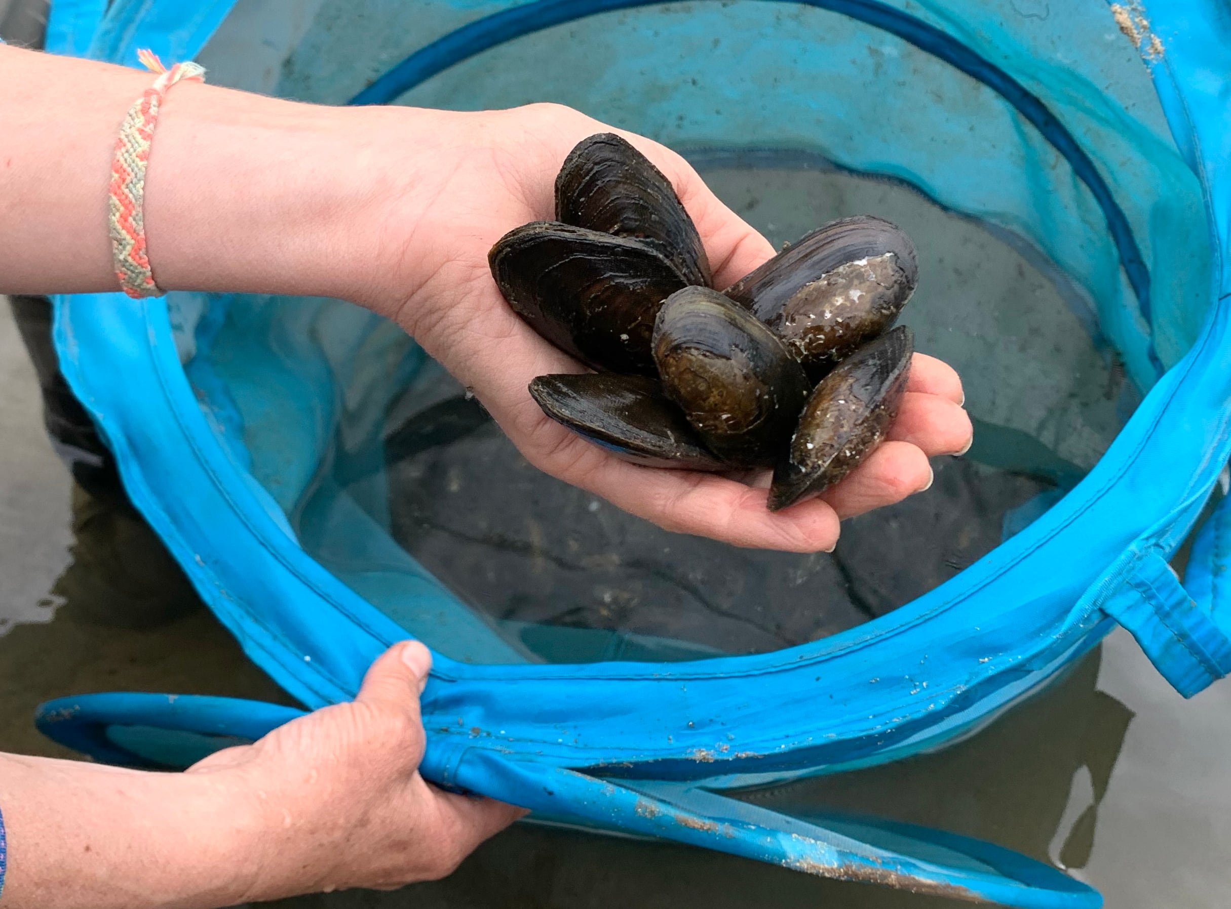 Freshwater mussels collected on June 4, 2025 from the Ridgefield Pits before they are filled in. Ecologists also salvaged salmon and lamprey before construction. The animals will be returned once the restoration is complete.