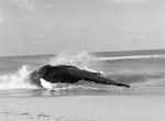 Pivot, the humpback whale stranded on the Assateague Island shoreline.