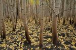 Fire damaged grove of aspens at Collier Memorial State Park. This image is on showcase at the Oregon Historical Society exhibit commemorating the state parks' centennial.