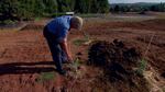 Jim Kiser checks on milkweed he planted at George Fox University in Newberg.