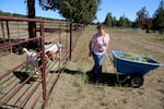 Susan Burdick feeds goats Rose and Miley at her home in Deschutes County, Ore., on July 1, 2022. The population is booming as groundwater is declining. 