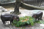 Moo Deng (right) with mother Jona eats fruit presented for her first birthday celebration at the Khao Kheow Open Zoo in Chonburi province, Thailand on Thursday.