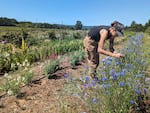 Thousands of visitors head out to Topaz Farms in Sauvie Island each summer for their u-pick flowers and other agritourism activies, as seen in this undated handout image provided by the farm.