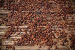 Cocoa beans dry in West-Central Ivory Coast in November.