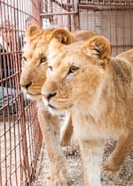 Gaza Strip, Rafah | April 2019| Impressions the Rafah Zoo before the start of the most recent war in Gaza