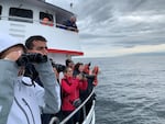 Whale watch tour guests crowd the rail of the Island Explorer 4 to witness the so-called "humpback comeback."