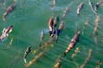 FILE - In this Sept. 14, 2017, file photo, salmon circle just below the surface inside a lock where they joined boats heading from salt water Shilshole Bay into fresh water Salmon Bay at the Ballard Locks in Seattle, as federal scientists say they're monitoring a new ocean heat wave off the West Coast.