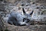 One of the foxes captured and collared by Jamie Bowles, know as SNFR 14. Bowles is a biologist at the Oregon Department of Fish & Wildlife who become one of Oregon’s leading experts on the endangered and rare Sierra Nevada red fox.