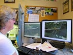 Patti Happe, a wildlife biologist with Olympic National Park, has radio-collared elk that have spent time in the past where the Paradise Fire is burning.