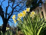 Daffodils soak up the sun along Southeast 46th Avenue in Portland on Monday.