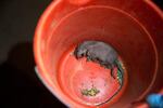 A Norway rat shot with a pellet gun in the alley behind University Book Store in Seattle. There are more rats in Seattle, and warmer climate means a longer breeding period -- and therefore more rats.