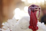 One of the two national Thanksgiving turkeys, Waddle and Gobble, which were presented to journalists in the Willard Room of the Willard InterContinental on November 24, 2025 in Washington, DC., for the 78th annual Turkey Pardoning at the White House.