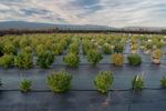 Evening light washes over the fields of JV Ranch. Johnny Vanella grows most of his cannabis outdoors, where temperature fluctuations and wind drive away bugs that can plague controlled indoor grow rooms. Growing outdoors also means Vanella uses sunlight instead of energy-demanding lightbulbs. 